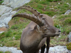 Stambecco al Rifugio Soria by Marco Grillo