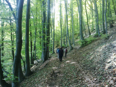wood trekking valle pesio
